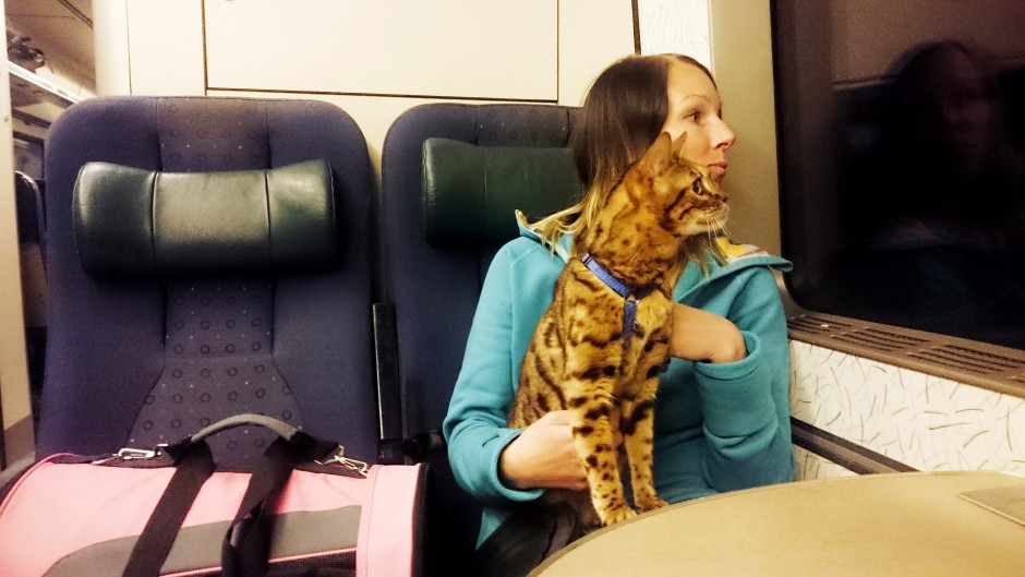 katt på tåg