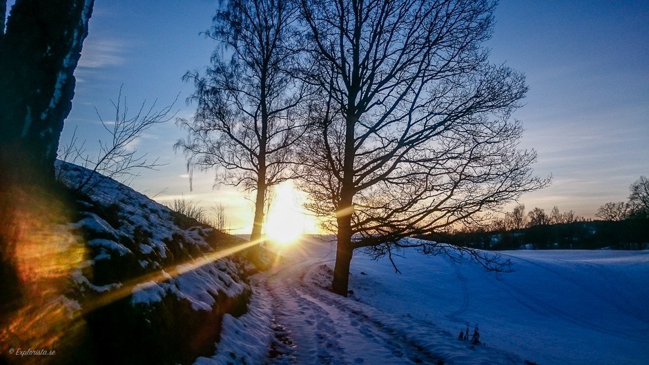 snö solnedgång träd