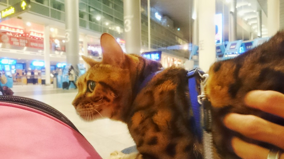 katt på flygplats