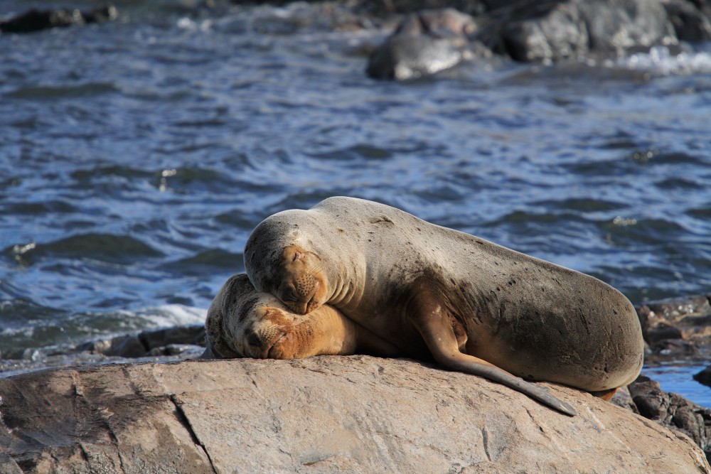 Sea_Lions_Ushuaia