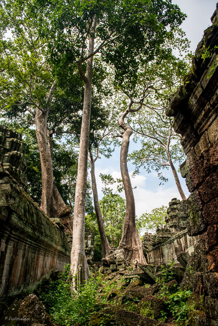 tempel i skogen kambodja