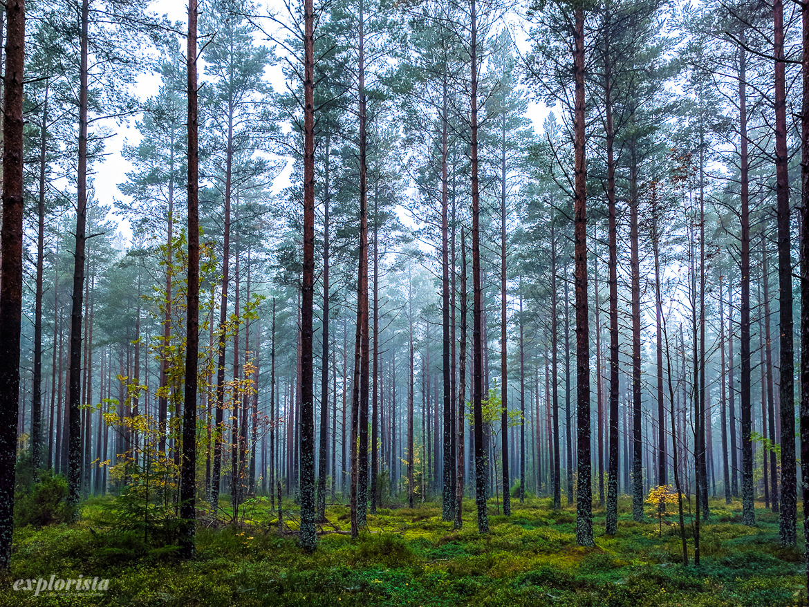 tallskog höst