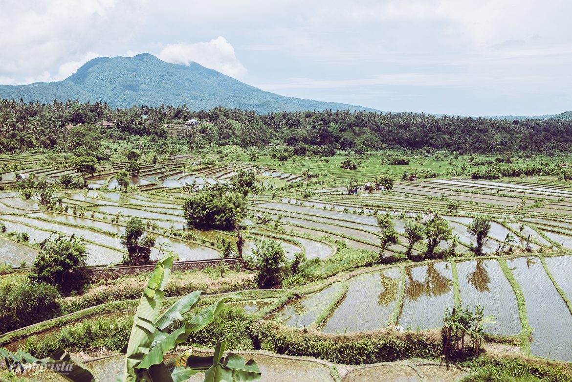 Risfält på Bali