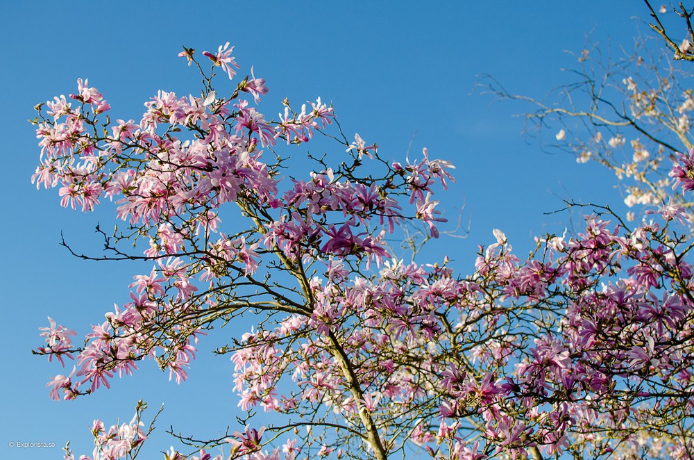 körsbärsträd botaniska trädgården göteborg