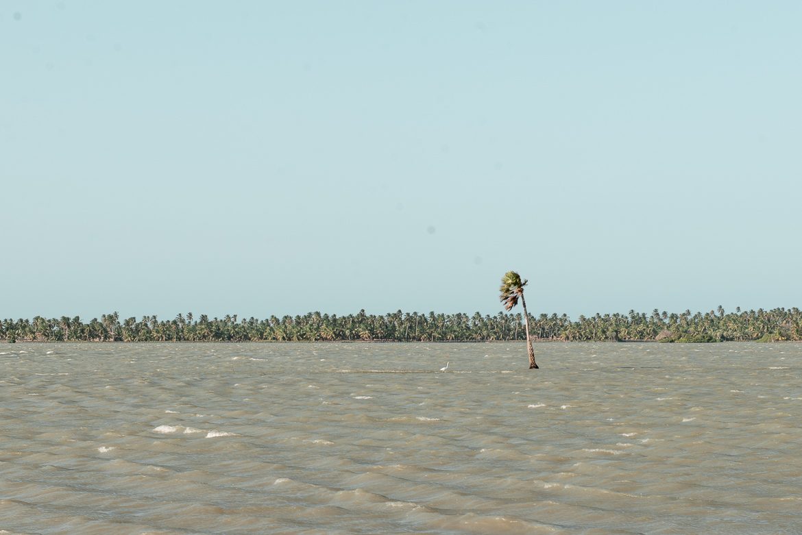 palm i sjö