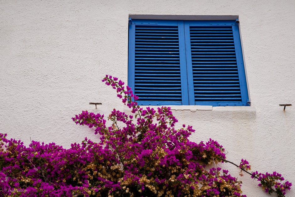 blå fönsterluckor rosa blommor