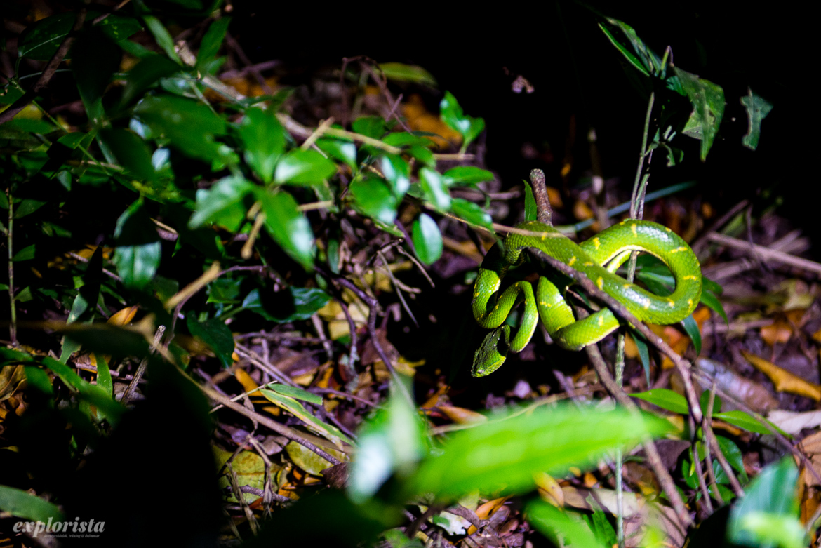 grön viper-orm