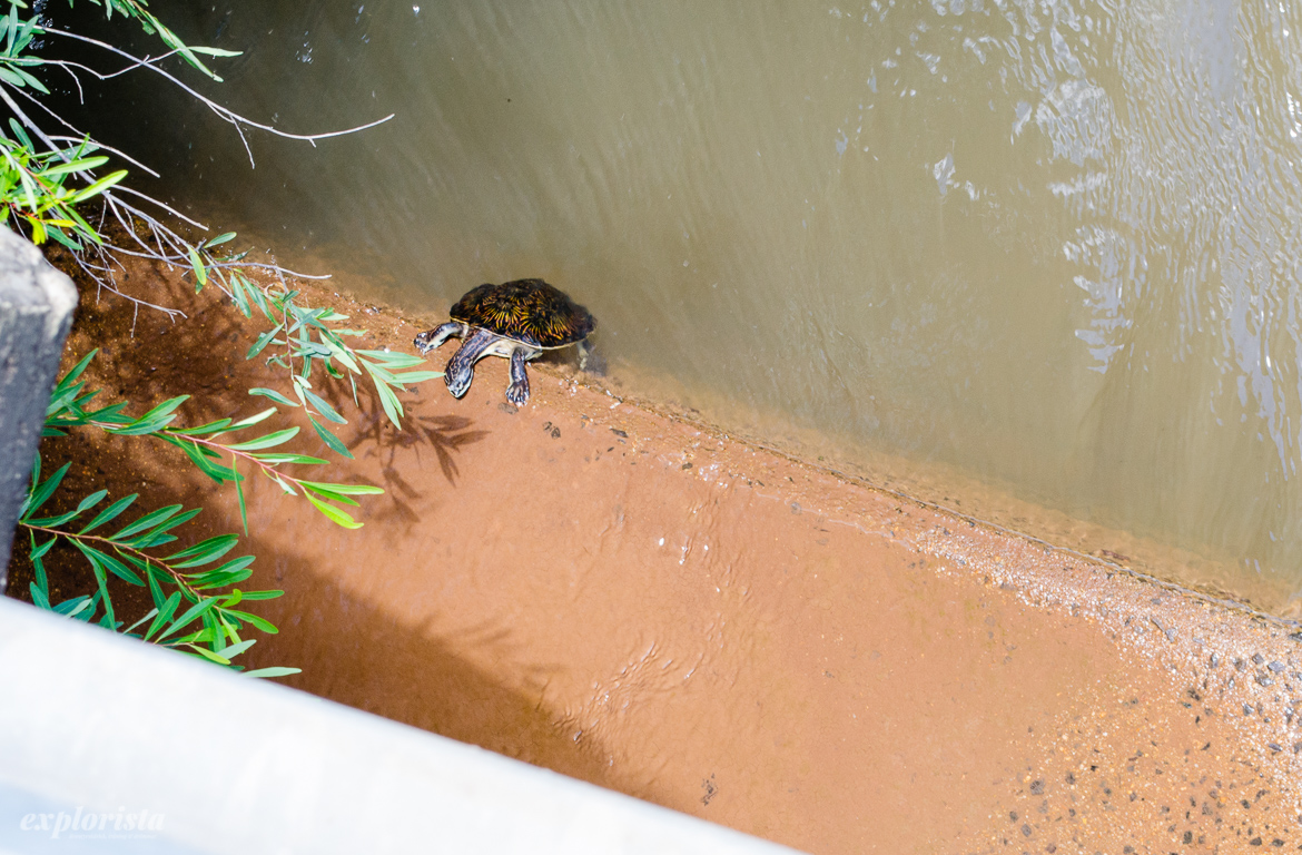 sköldpadda klättrar upp ur vattnet
