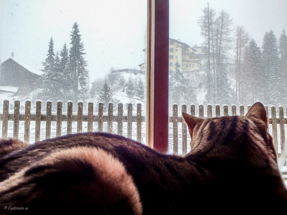 katt tittar ut på snön