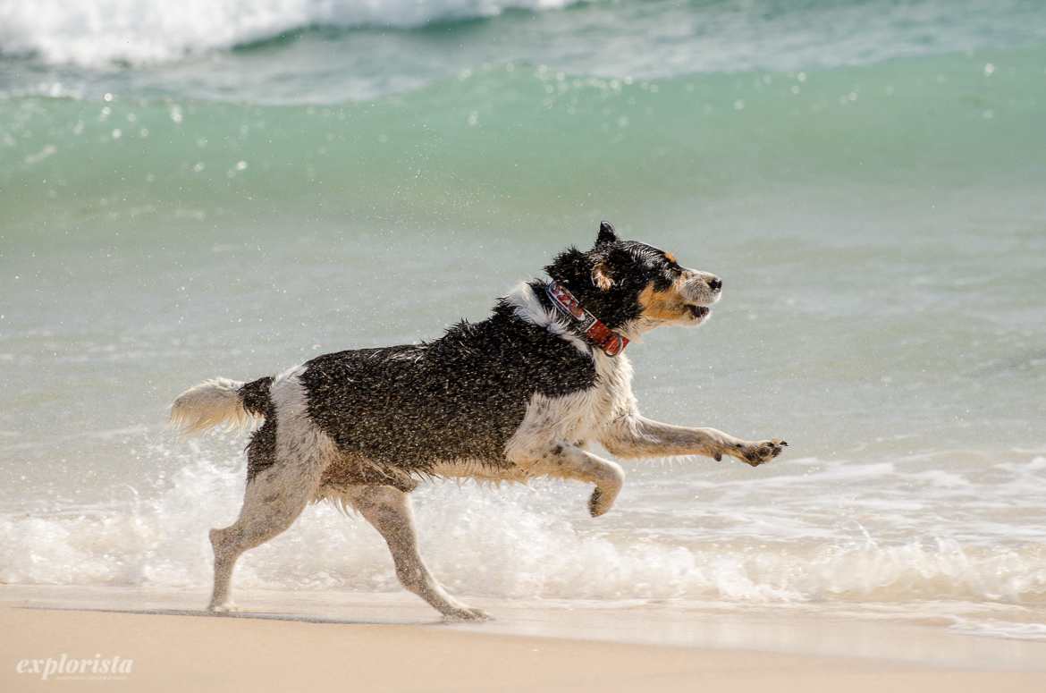 tarifa dog at beach