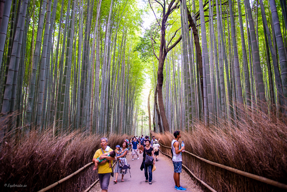 bambuskog kyoto