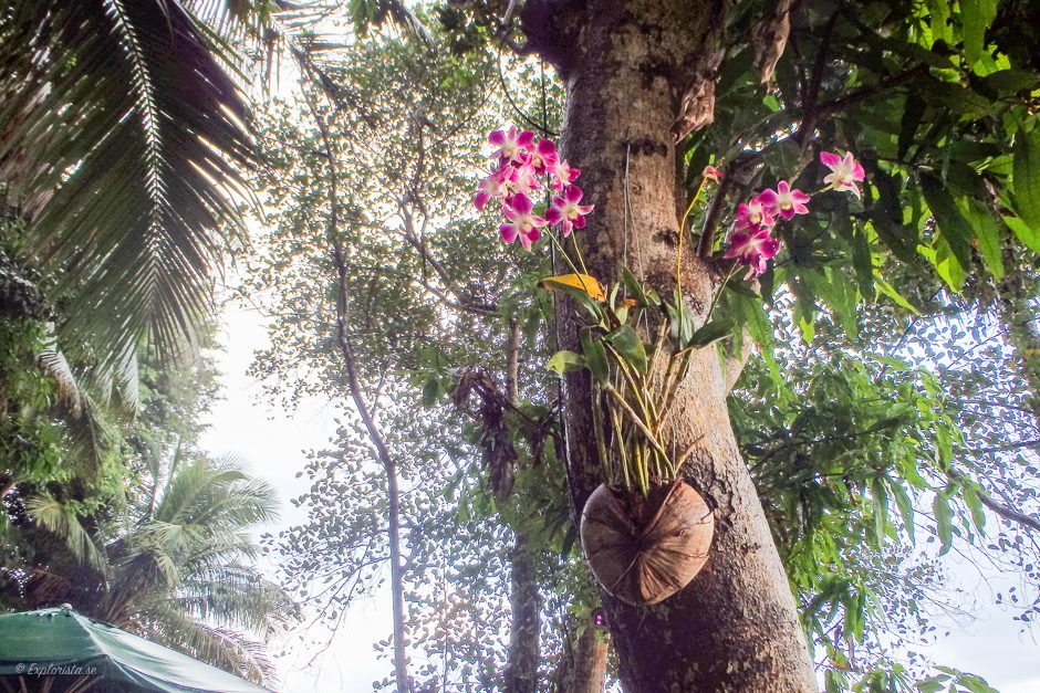 orkidé i träd