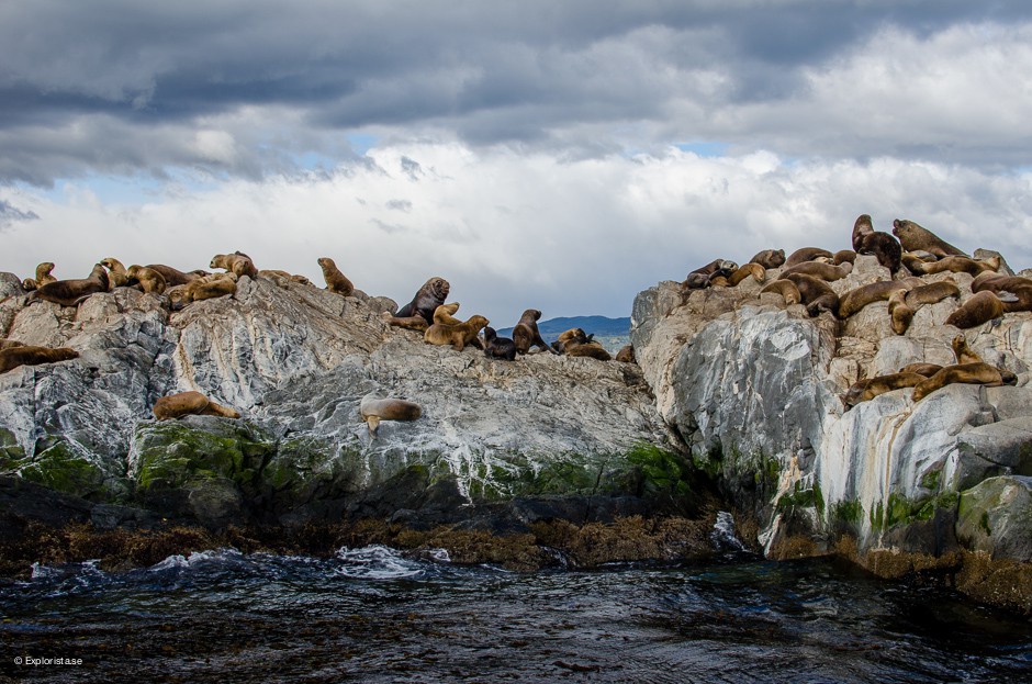 sjölejon ushuaia