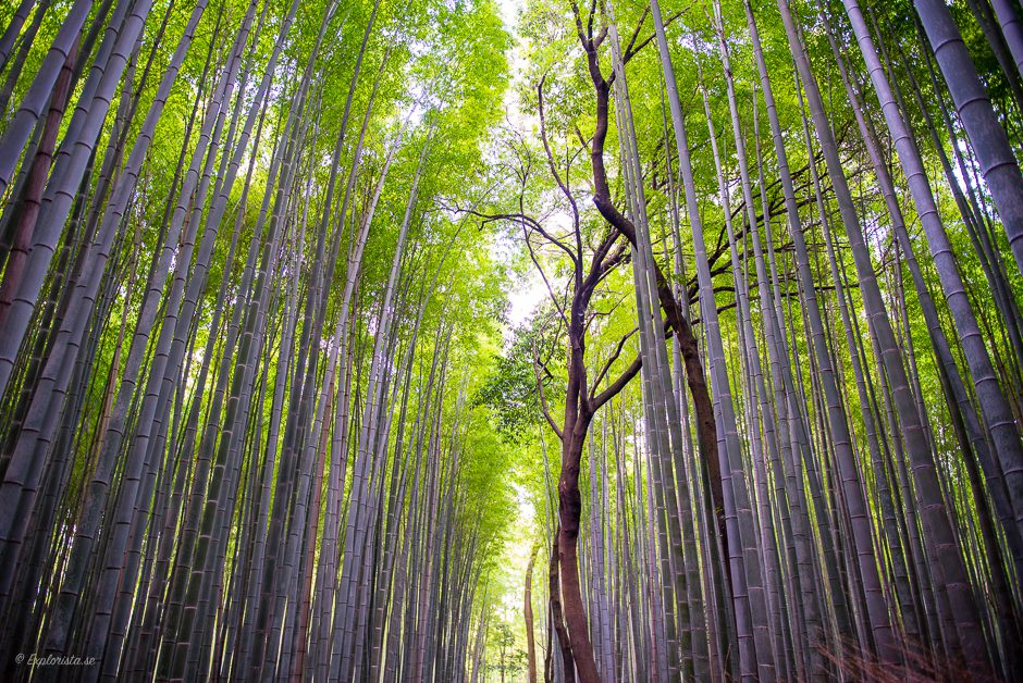 bambuskog japan