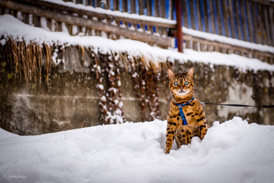 bengal cat in snow