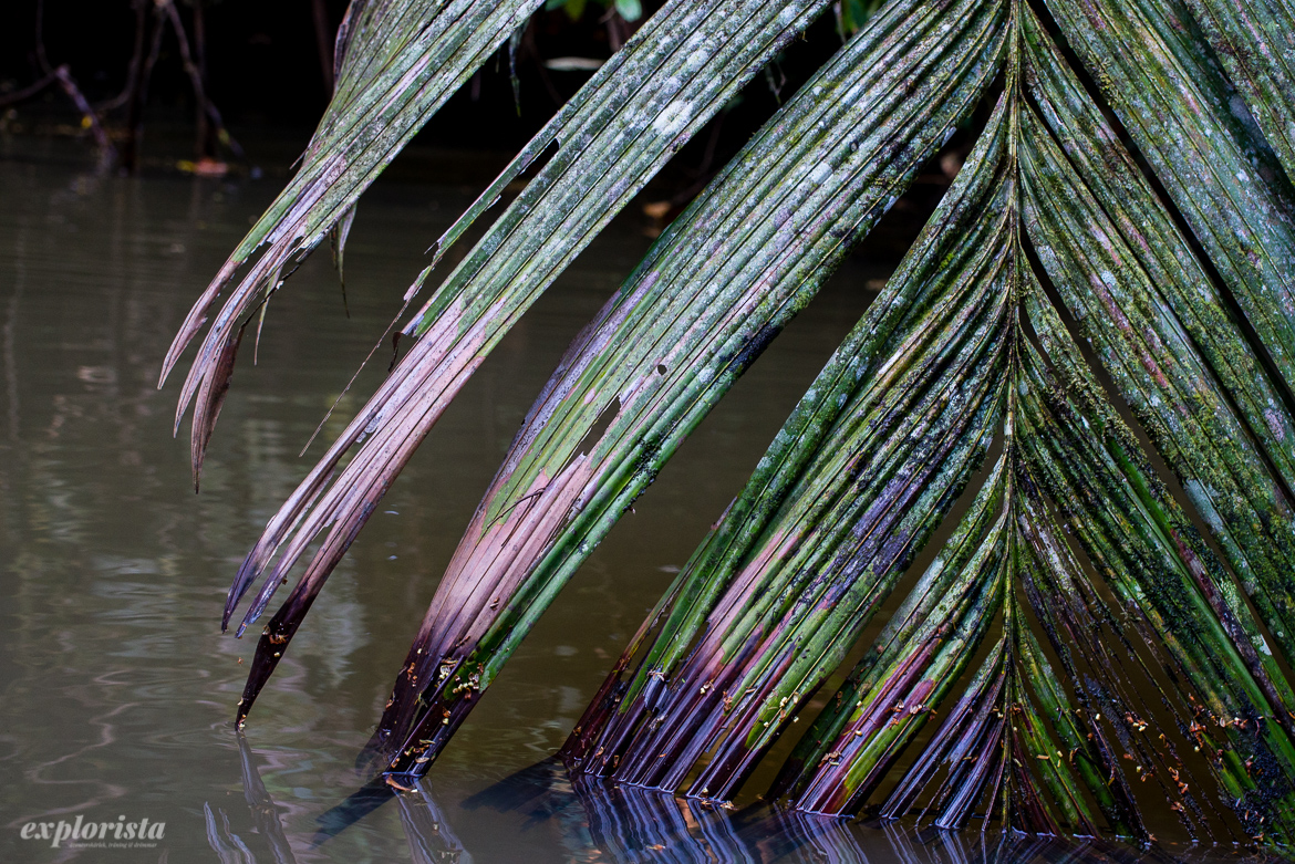 palmblad i vatten
