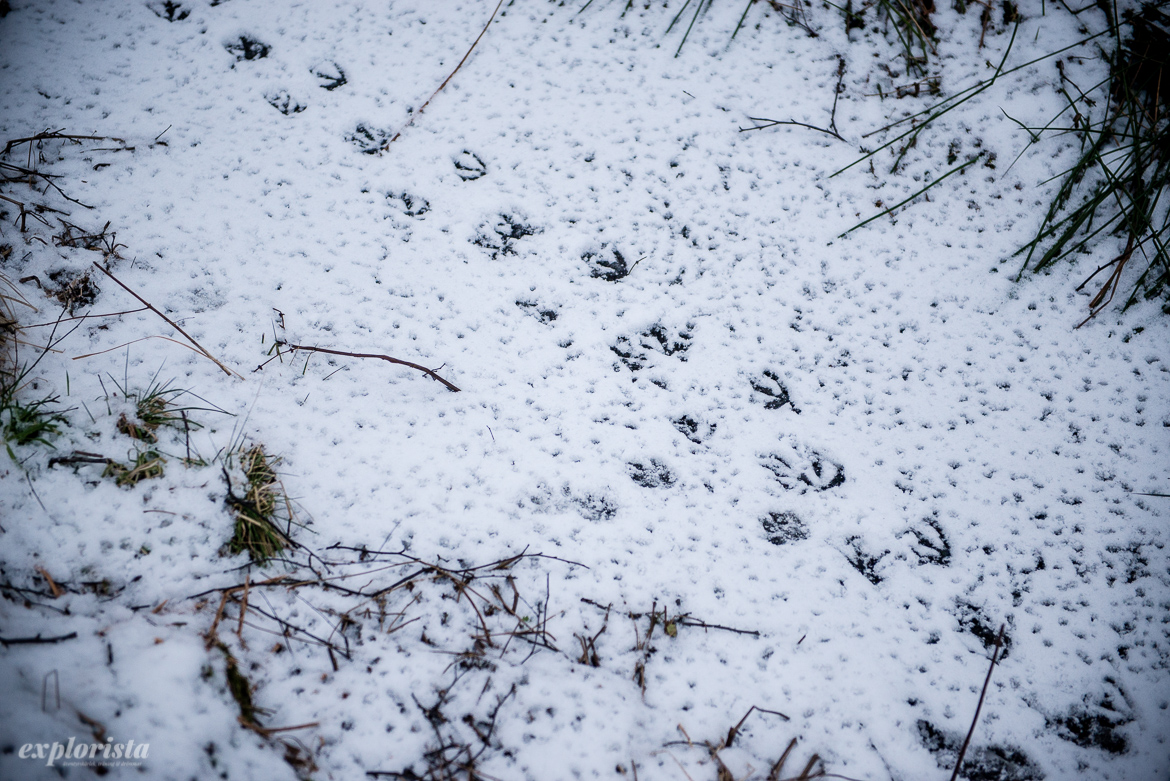 ankpromenadspår i snön