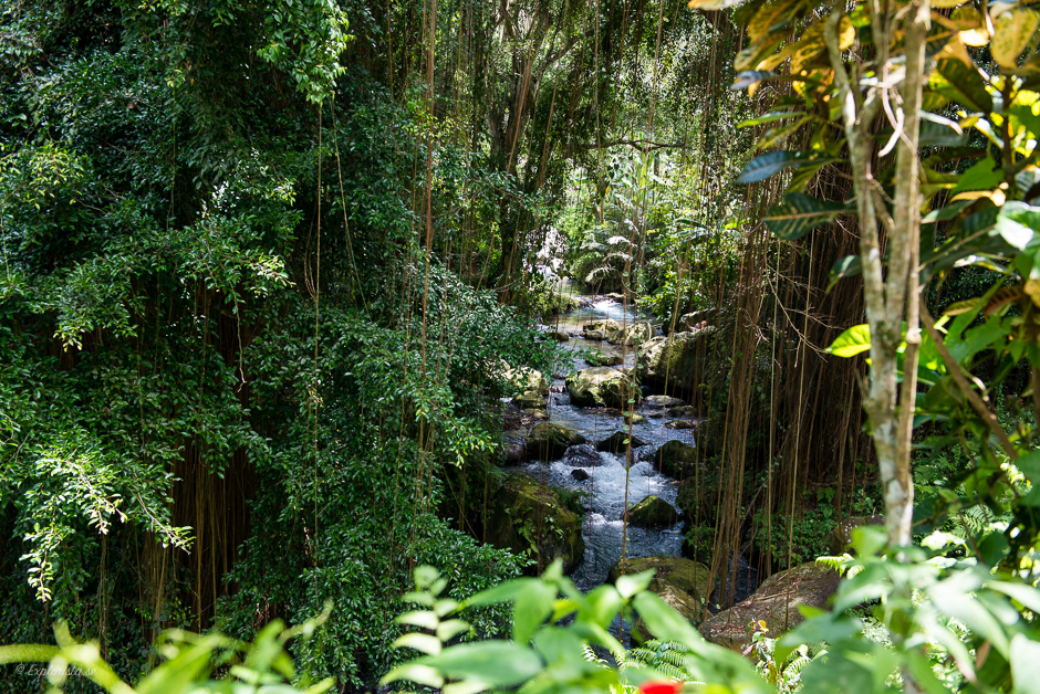 ubud rainforest