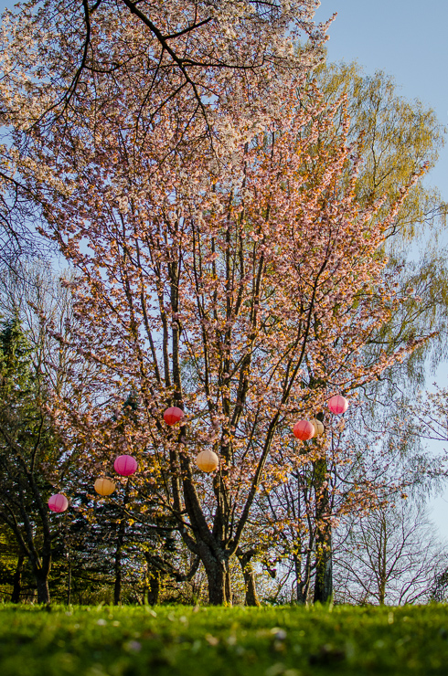 körsbärsträd botaniska trädgården göteborg