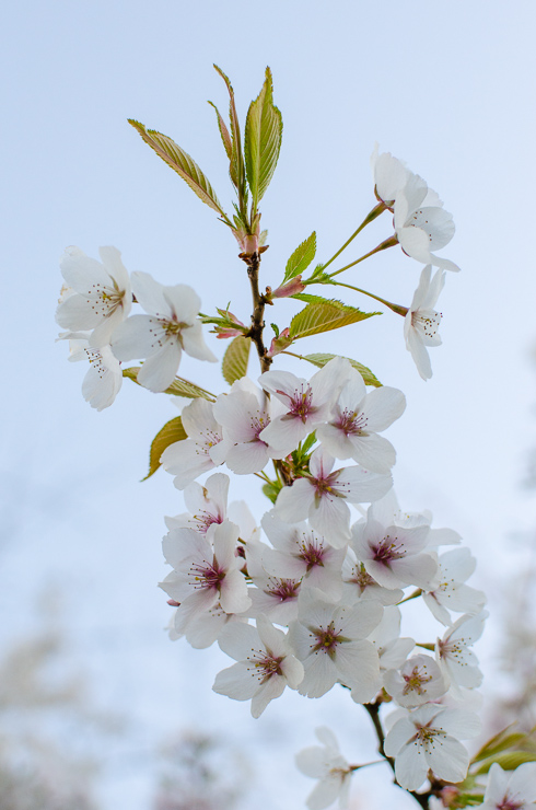 blommande körsbärsträd