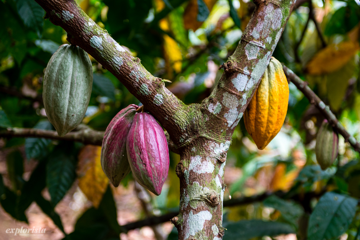 kakaobönor i olika färger
