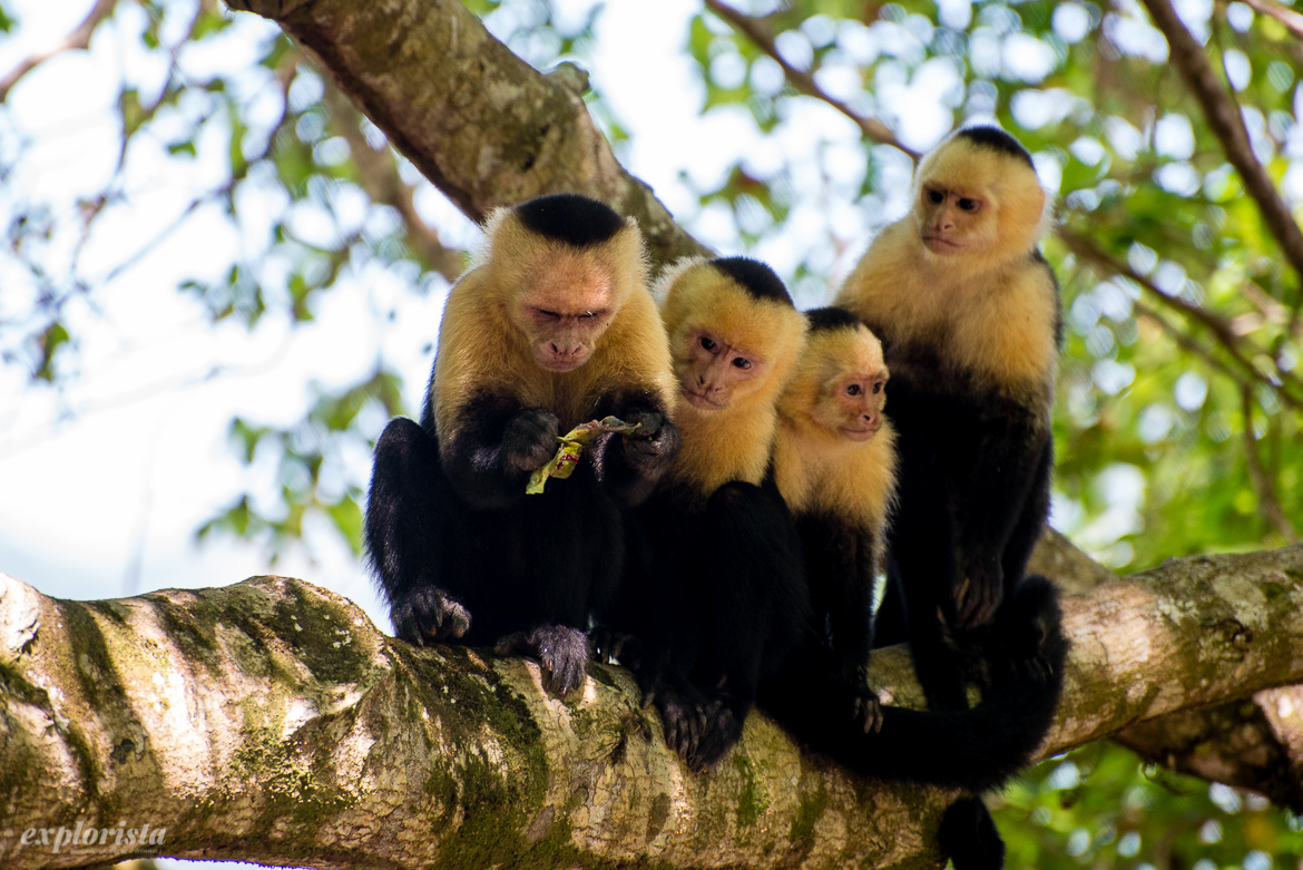 white-faced monkeys
