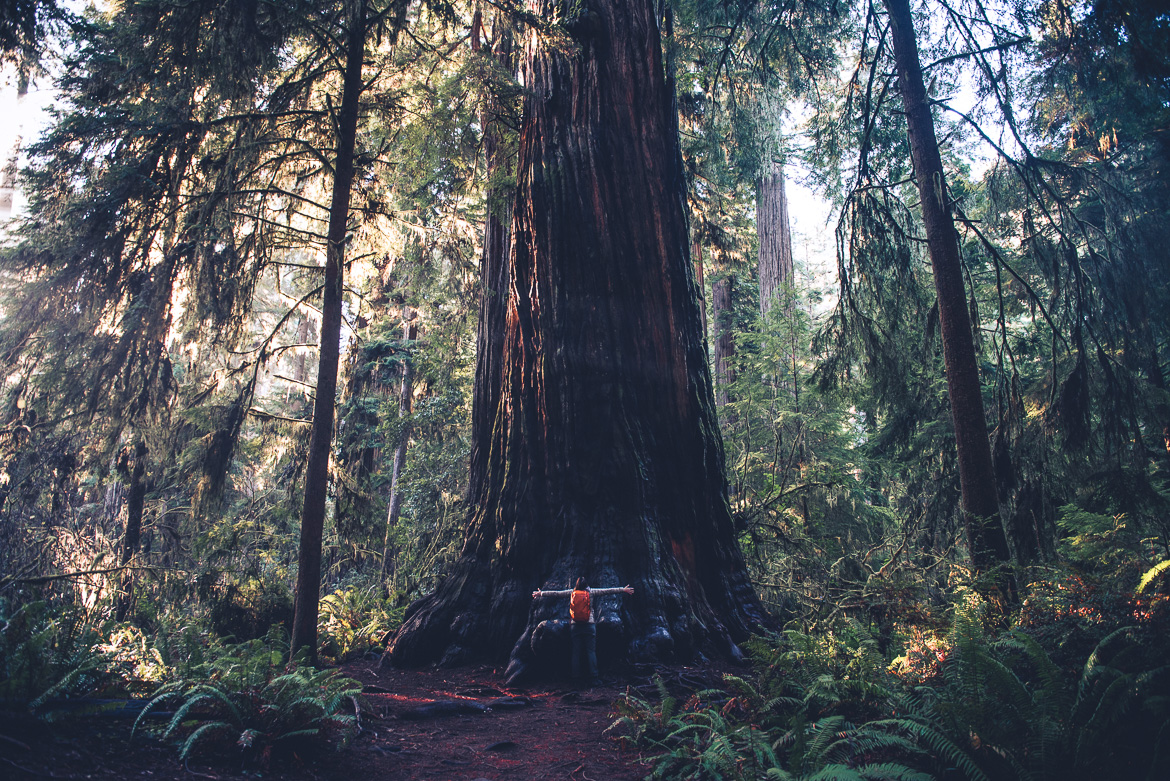 Redwoodskog i Kalifornien