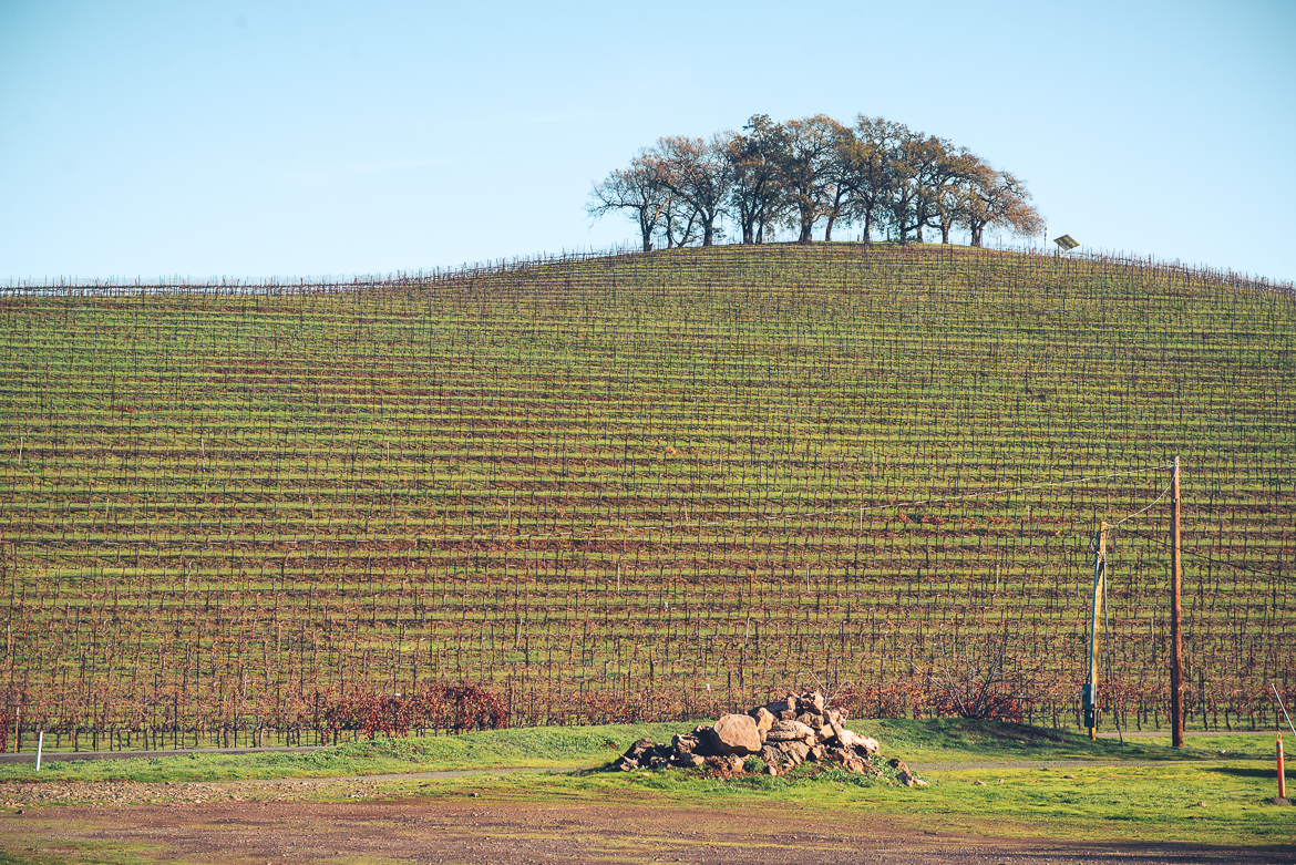 Vinfält i Napa valley, Kalifornien