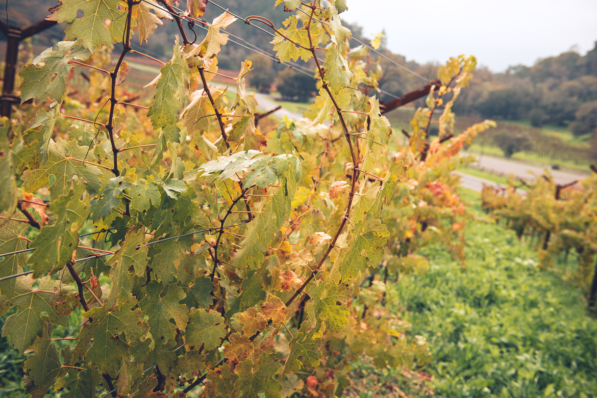 Vinranka i Napa valley, Kalifornien