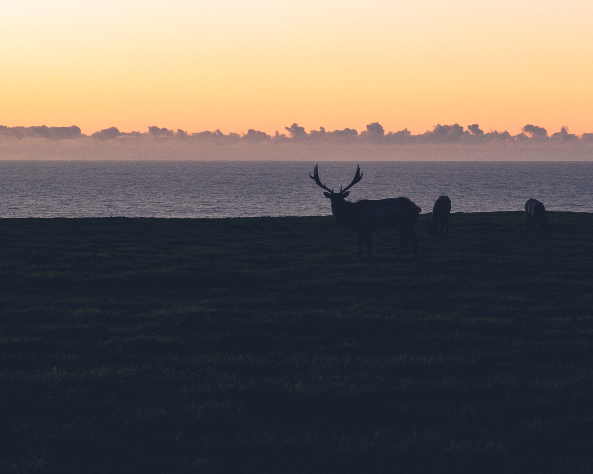 Elk i Point Reyes nationalpark i solnedgången