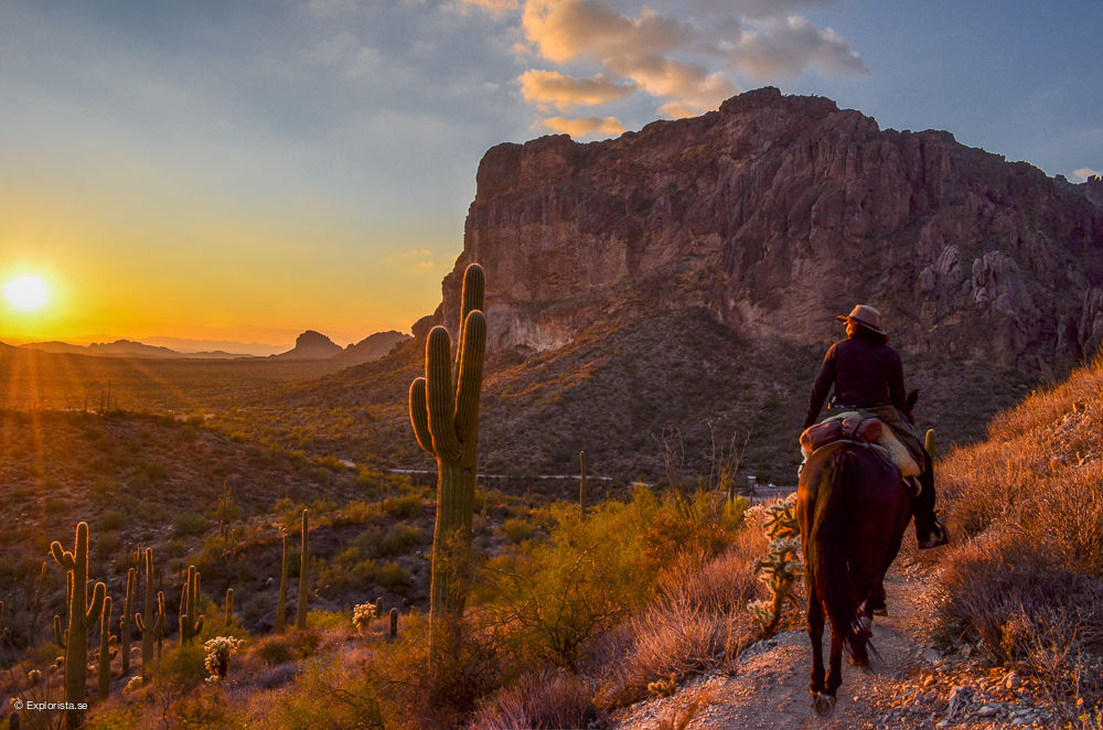 arizona solnedgång häst
