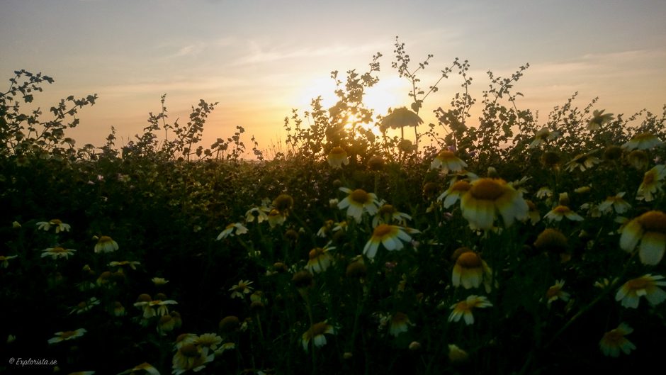 blommor solnedgång